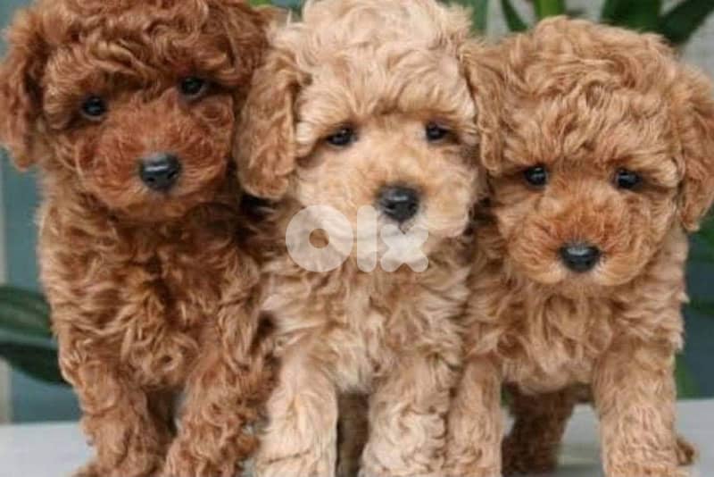 maltipoo puppies 0