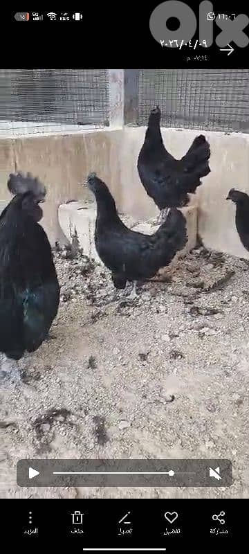 بيض للتفقيس 4