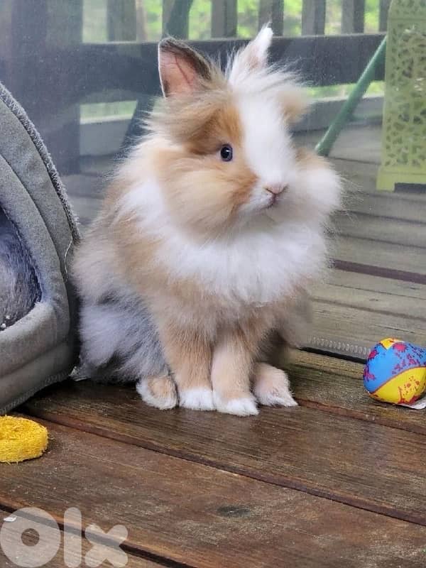 Lion Head Rabbits available in store and delivery 0