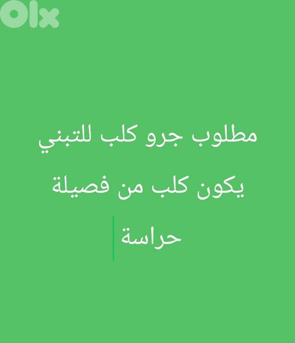 عكار برقايل 0