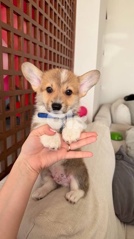 pure breed corgi 100% 1