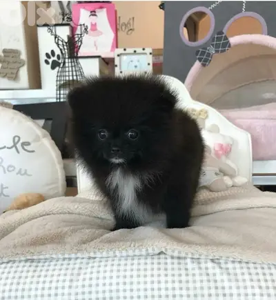 Pomeranian Smallest Size