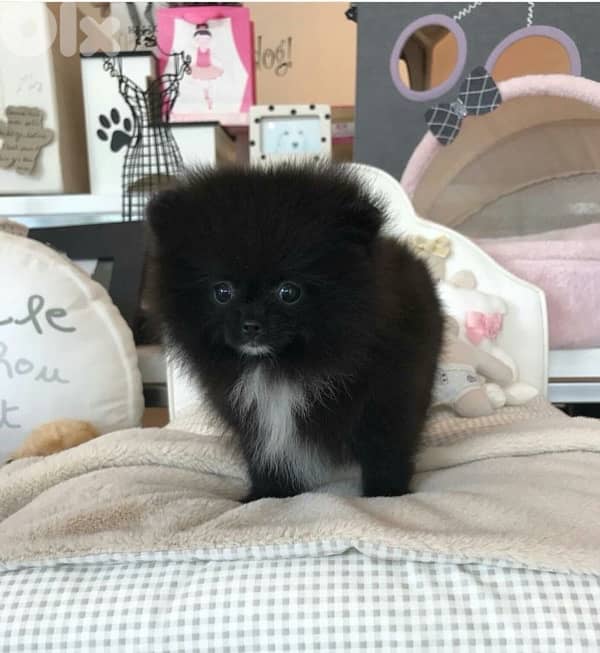 Pomeranian Smallest Size 0