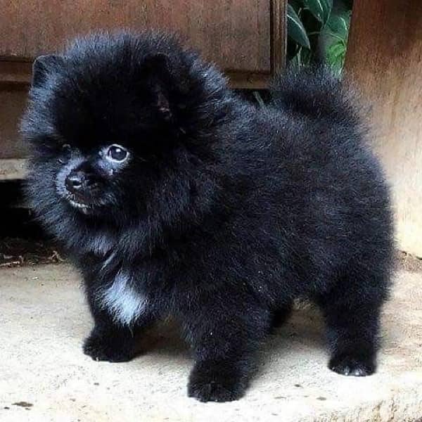 Small Pomeranian Black Dog كلاب 0