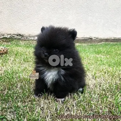 puppy Pomeranian black DELIVERY
