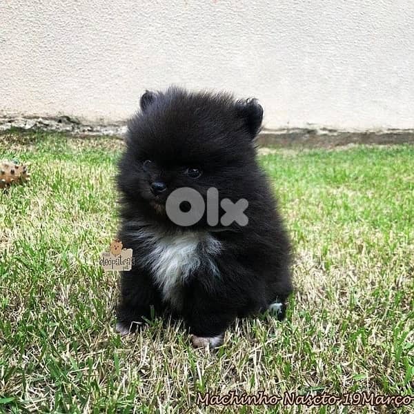puppy Pomeranian black DELIVERY 0