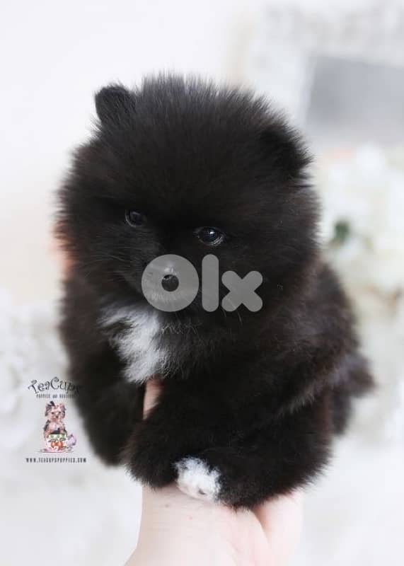 Pomeranian Black Puppy 0