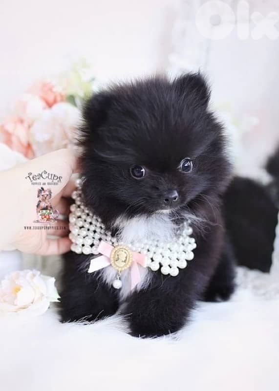 pomeranian puppy Black Cuteness 0