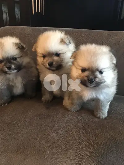 Pomeranian Cream imported