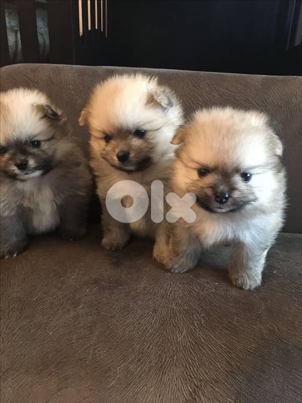 Pomeranian Cream imported 0