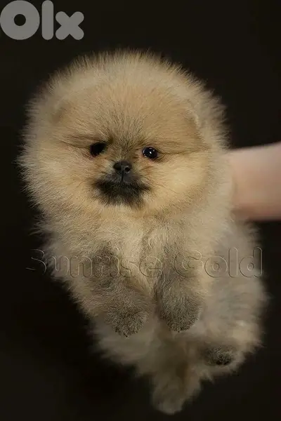 Pomeranian puppy imported smallest Pomeranian puppy imported smallest