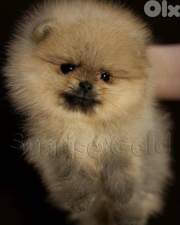 Pomeranian puppy Creamy Imported Delivery 0
