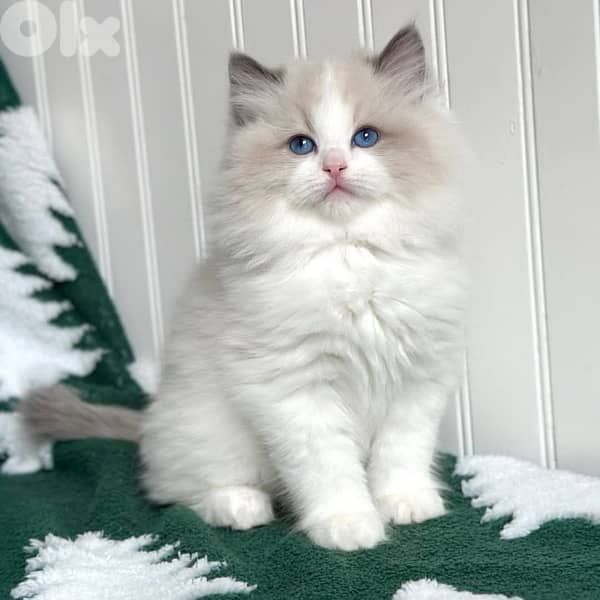 Ragdoll pure breed imported AVAILABLE 0