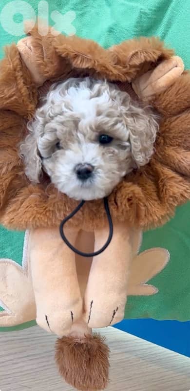 Adorable Toy Maltipoo Imported AVAILABLE 0