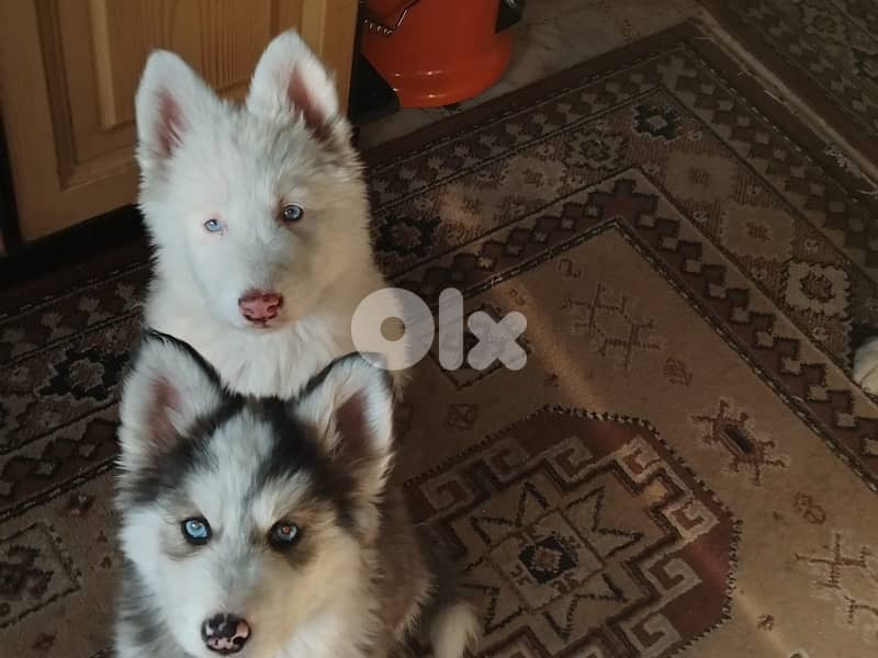 siberian husky , pure breed 3