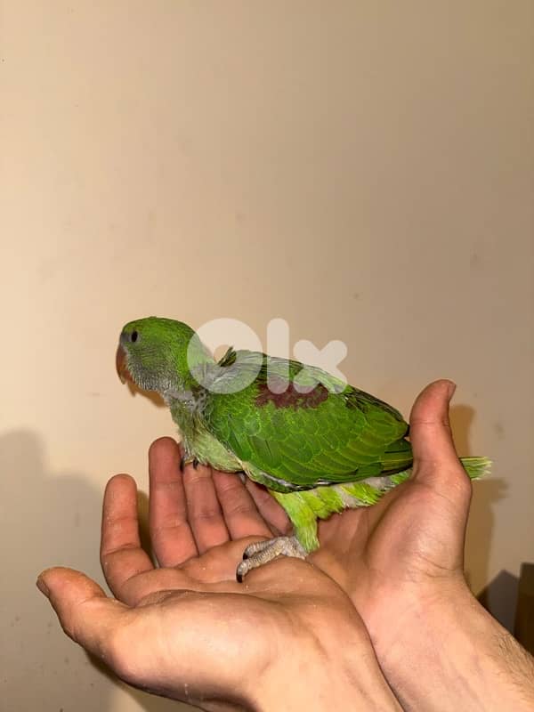 فراخ ده تزقيم 0