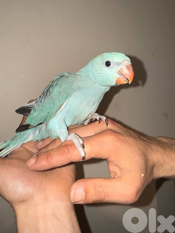 فراخ ده تزقيم 2