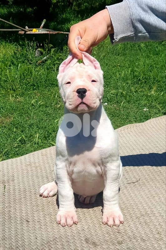 Dogo Argentino Puppy 0