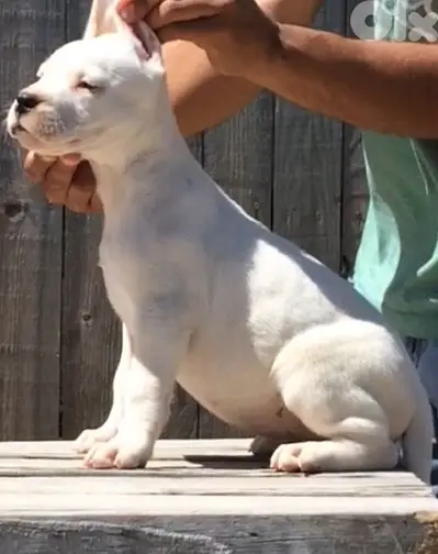 Pure Dogo Argentino puppy AVAILABLE in store