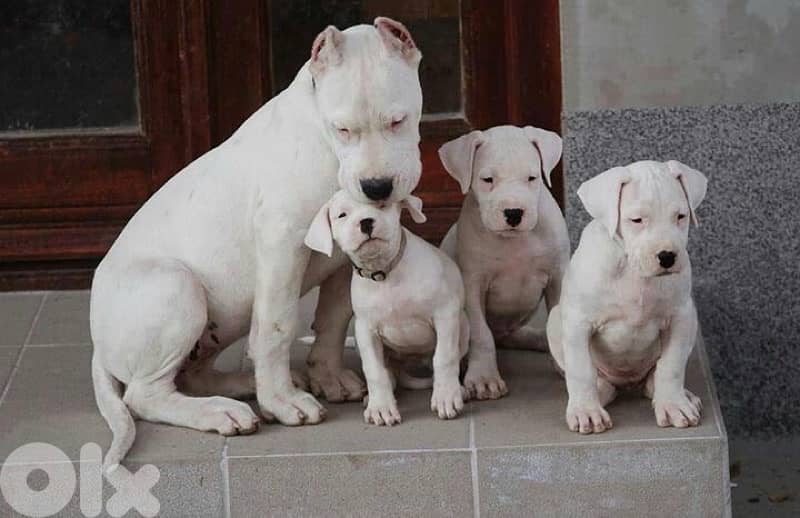Protective Dogo Argentino puppies AVAILABLE IMPORTED 0