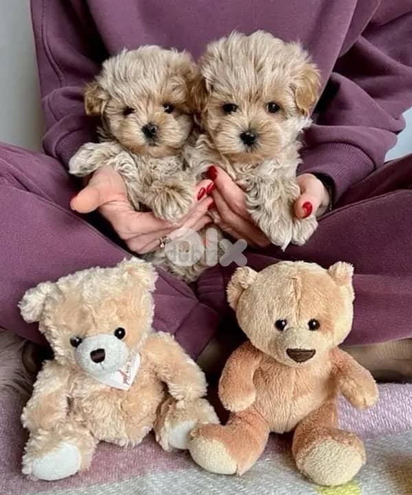 Adorable small Toy Maltipoo AVAILABLE IMPORTED 0