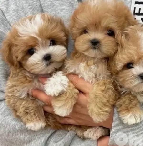 Cute Toy Maltipoo imported - DELIVERY 0