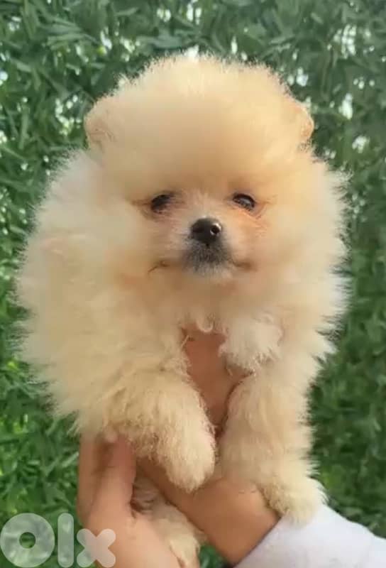 Boo Face Teacup Pomeranian Imported available in store & delivery 0