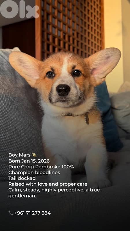 pure breed corgi 100% 0