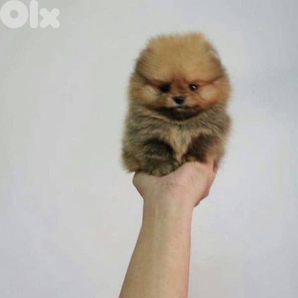 Imported High quality Pomeranian teacup 0