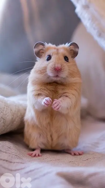hamster  هامستير