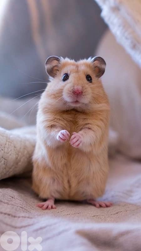 hamster  هامستير 0