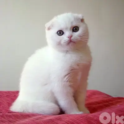 White scottish fold kitten / cat قطط