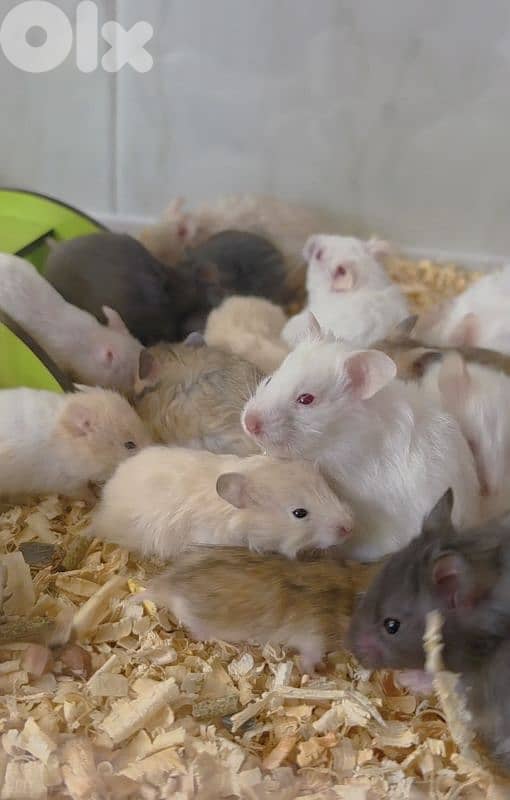 Hamster 0