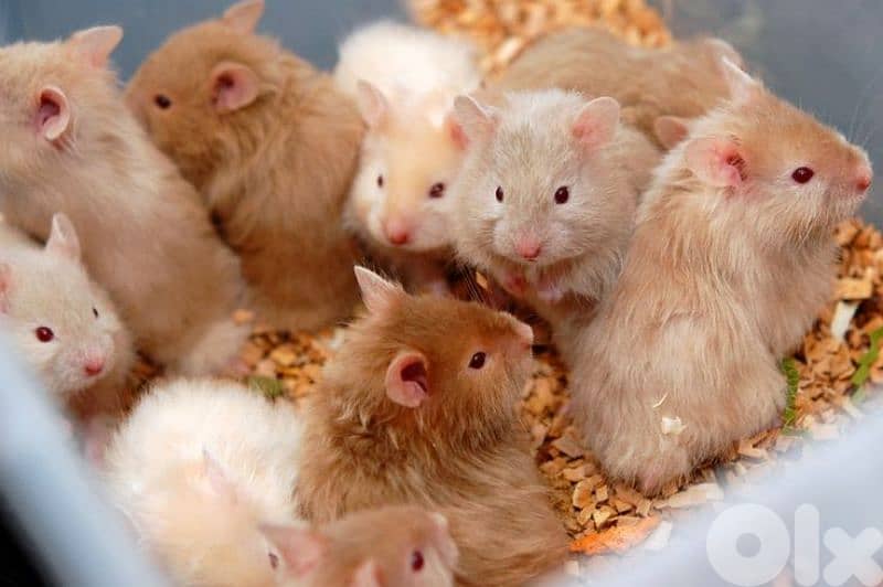 Hamsters / هامستر 0