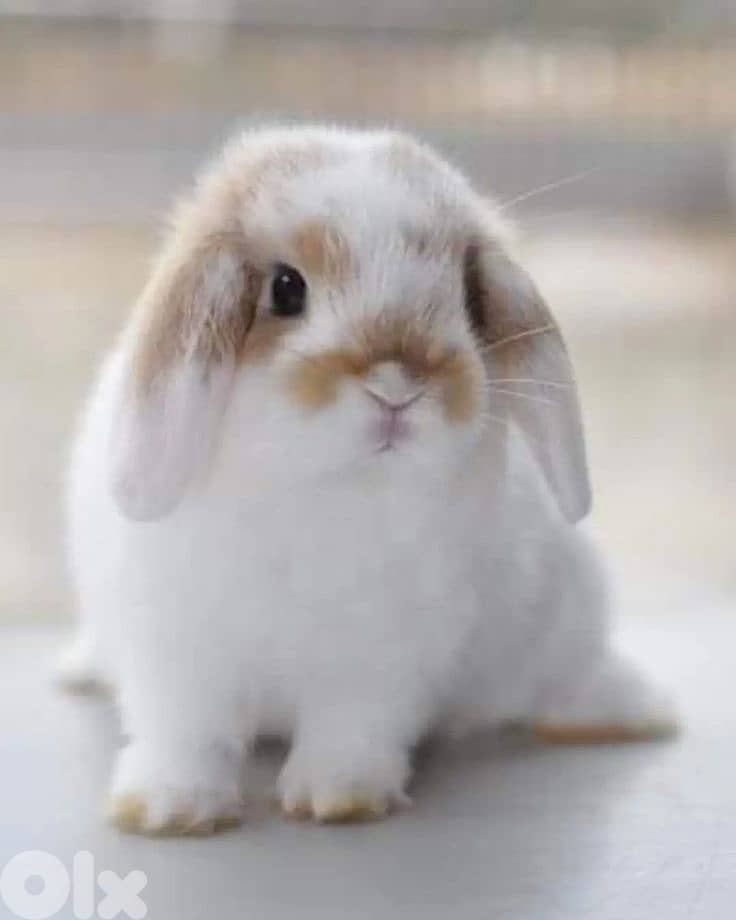 Mini Lop Bunny - Rabbit ارنب 0