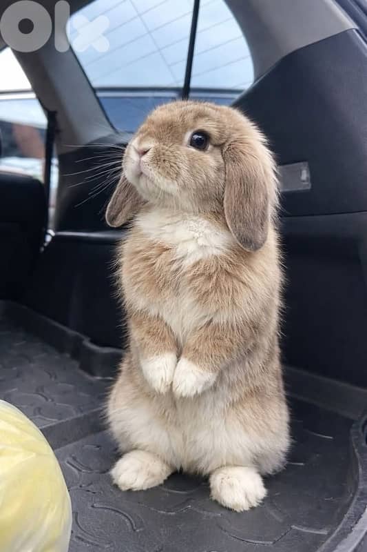 Cutest Mini Lop Bunnies available in store & delivery 0
