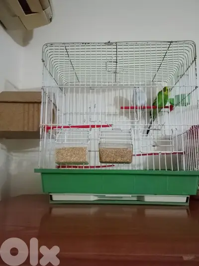 birds