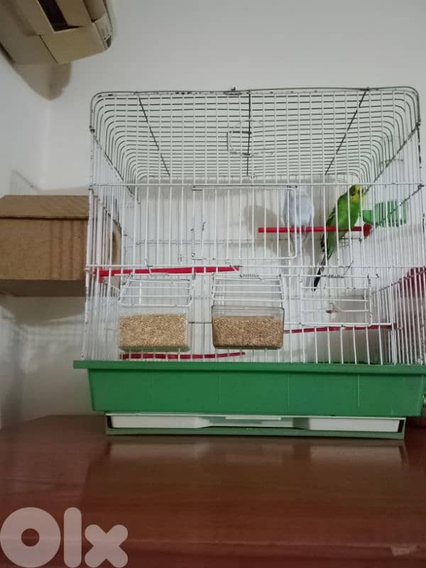 birds 0