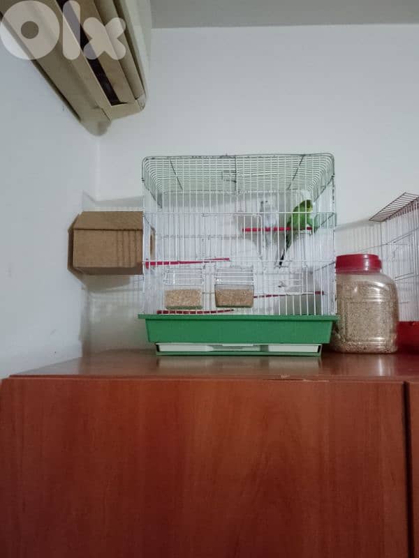 birds 1