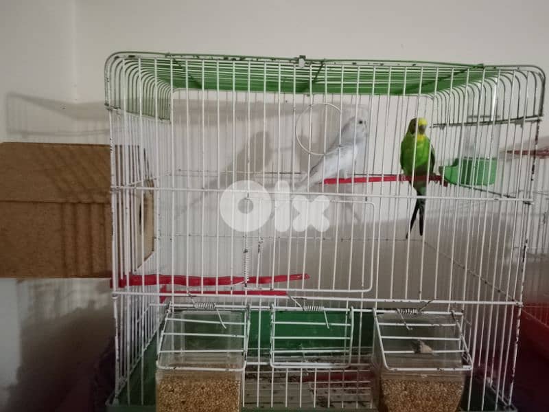 birds 2