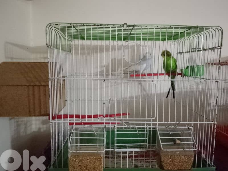 birds 3