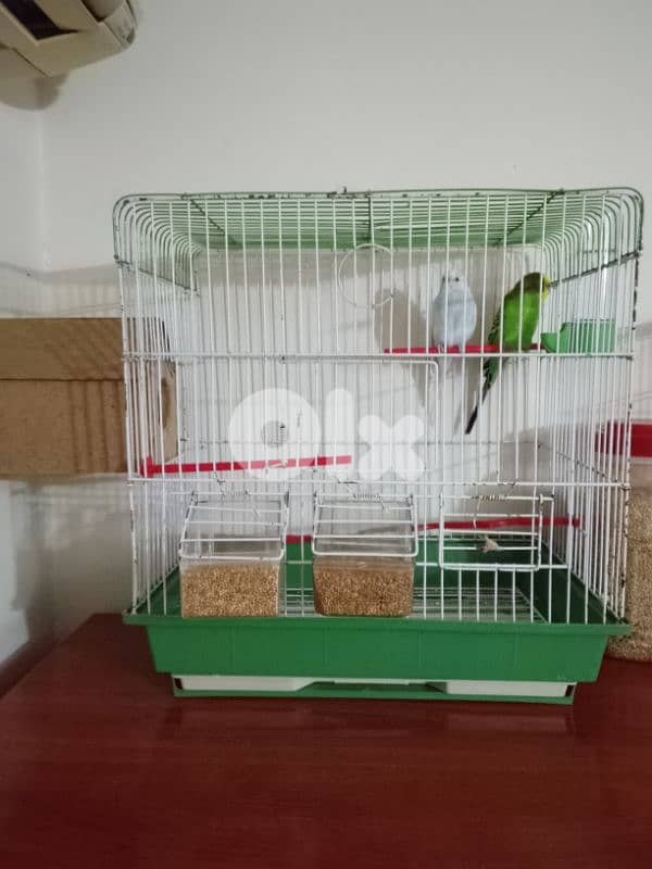 birds 4