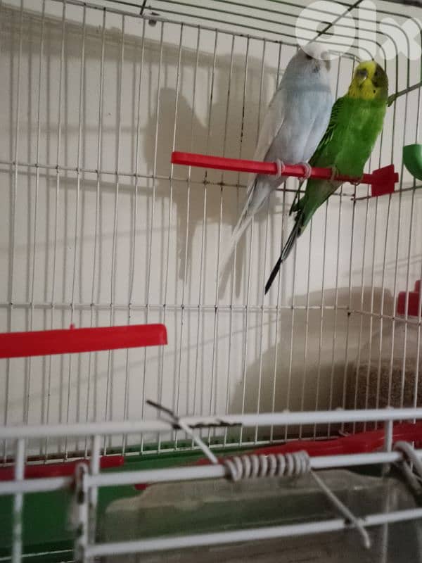birds 5