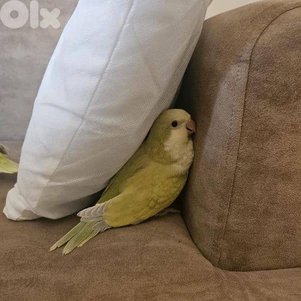 ببغاء كويكر 5