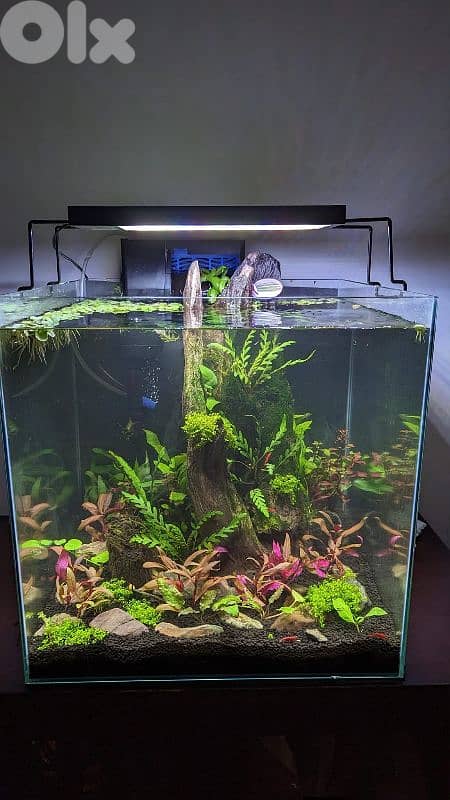 NEW Fresh Water Aquarium planted 0