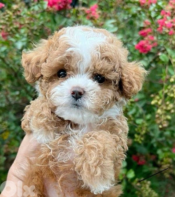Maltipoo Bicolor Special Puppy / dog كلاب 0