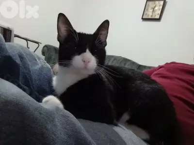 for adoption للتبني 81181204