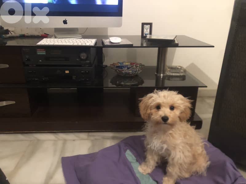 Dog Boarding and Training 0