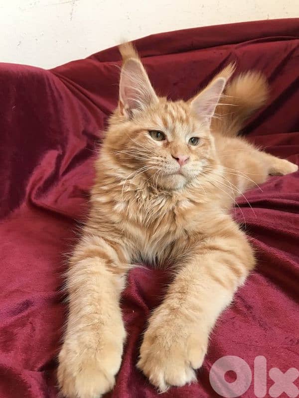 Orange Maine Coon Kitten / cat قطط 0