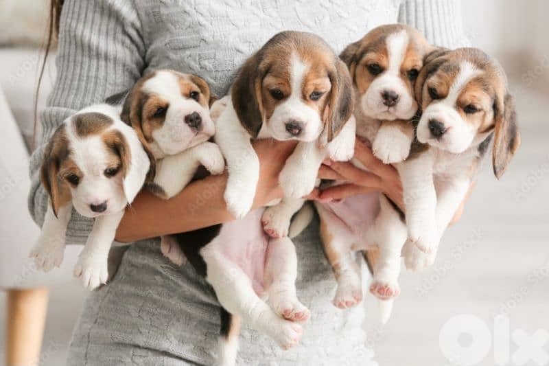 beagle for sale 0